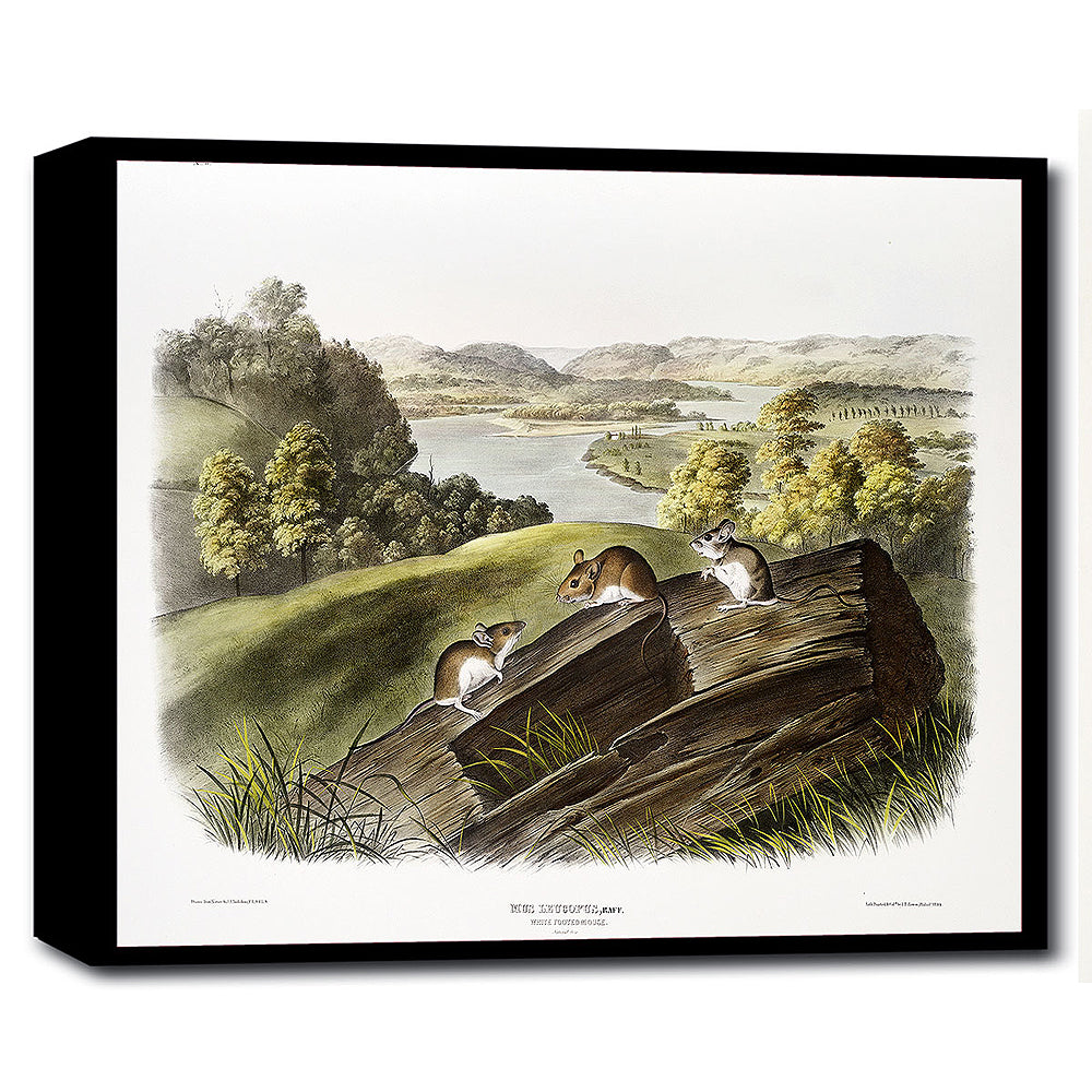 A framed print depicting a landscape with trees and a body of water in the background, and two white-footed mice on a wooden stump in the foreground.