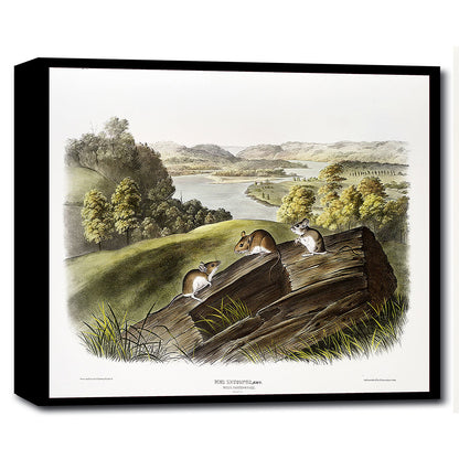 A framed print depicting a landscape with trees and a body of water in the background, and two white-footed mice on a wooden stump in the foreground.