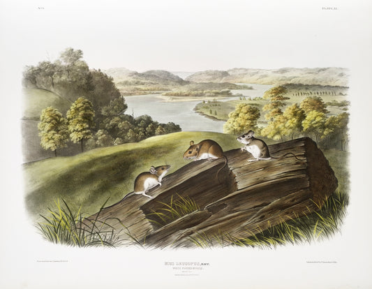 White-footed Mouse (Mus leucopus) by John James Audubon