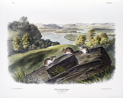 White-footed Mouse by John J. Audubon