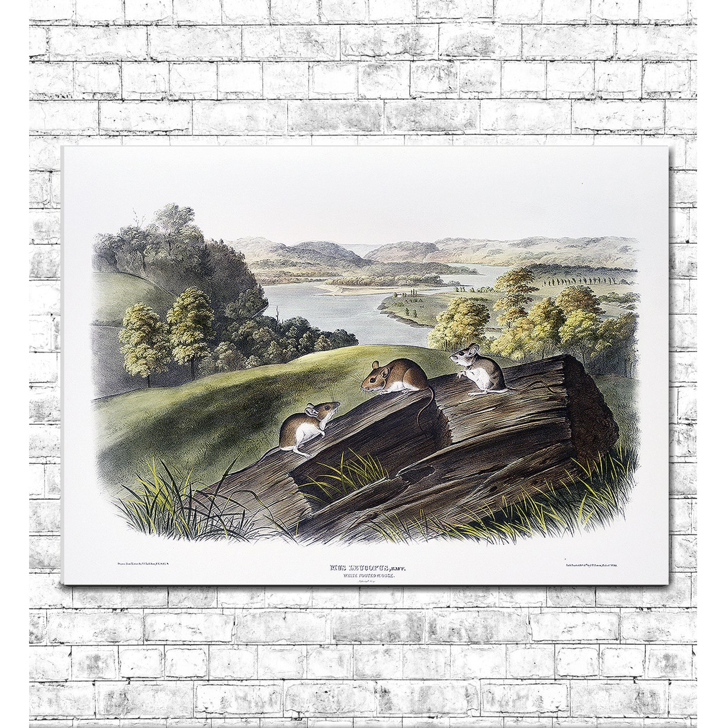 White-footed Mouse by John J. Audubon