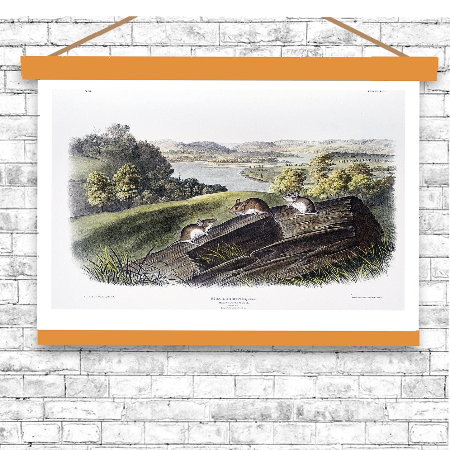 White-footed Mouse by John J. Audubon