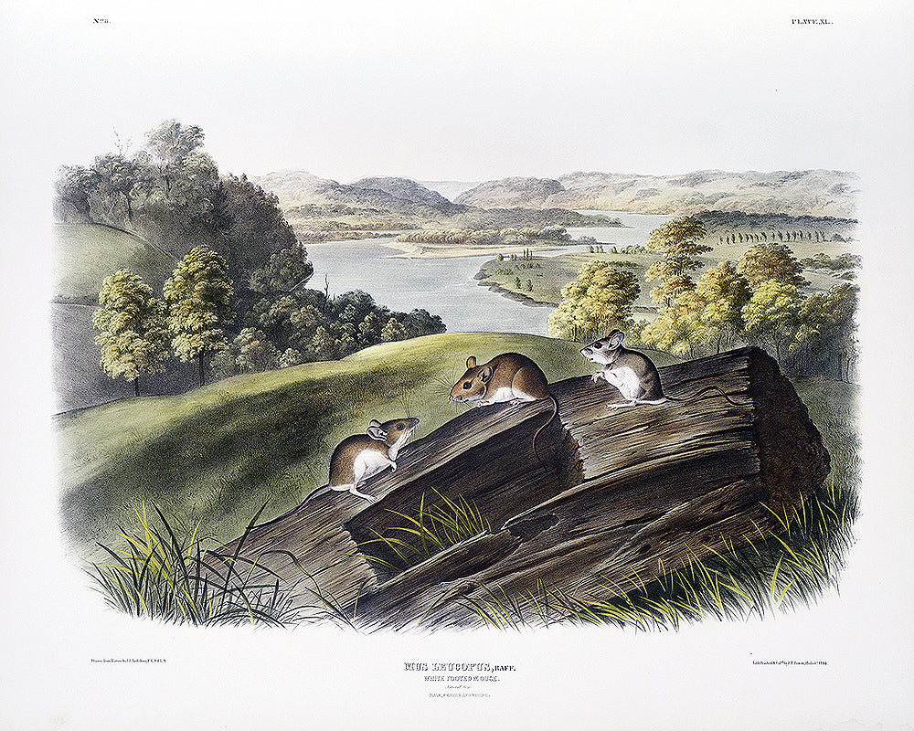 A framed print depicting a landscape with trees and a body of water in the background, and two white-footed mice on a wooden stump in the foreground.