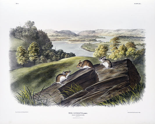 A framed print depicting a landscape with trees and a body of water in the background, and two white-footed mice on a wooden stump in the foreground.