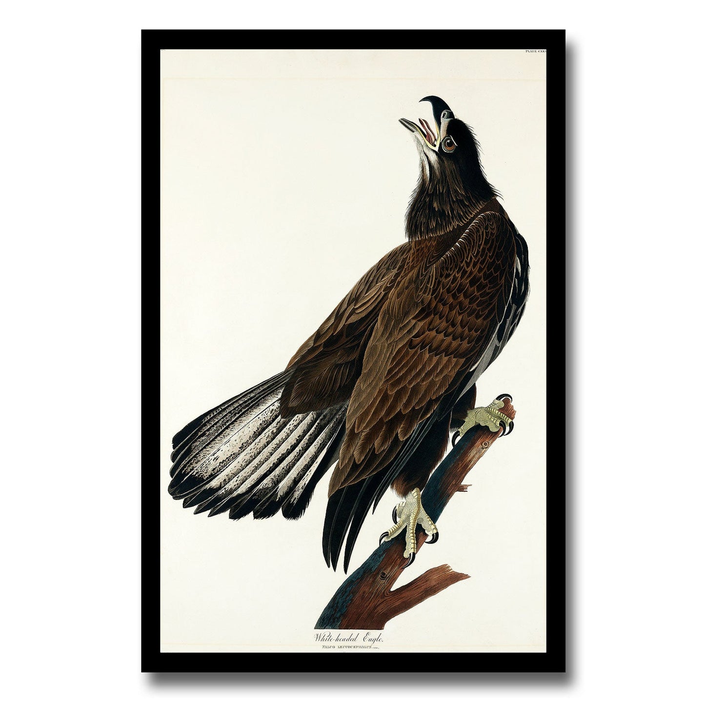 White-headed Eagle by John J. Audubon