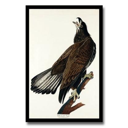 White-headed Eagle by John J. Audubon