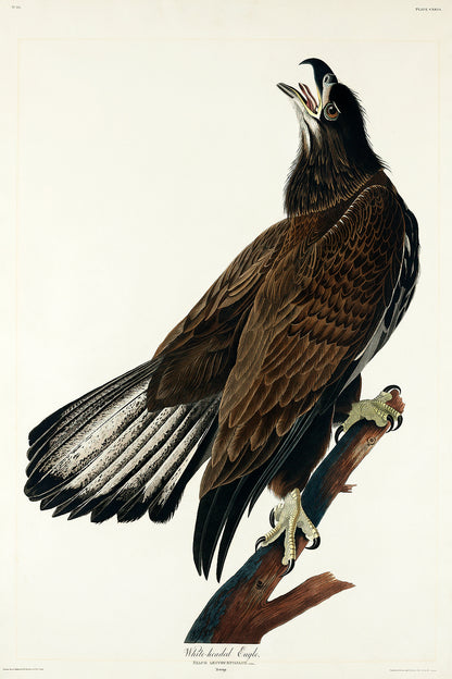 A framed print of a White-headed Eagle by John J. Audubon, depicting the bird in a portrait orientation.
