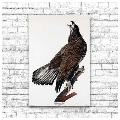 White-headed Eagle by John J. Audubon