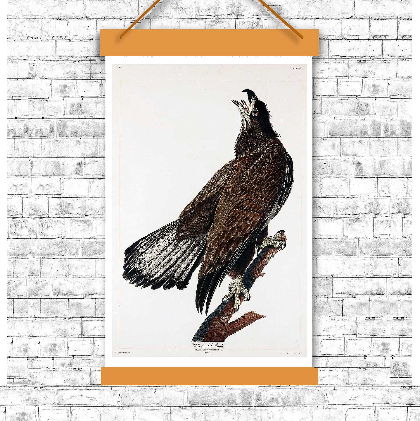 A framed print of a White-headed Eagle by John J. Audubon, depicting the bird in a portrait orientation.