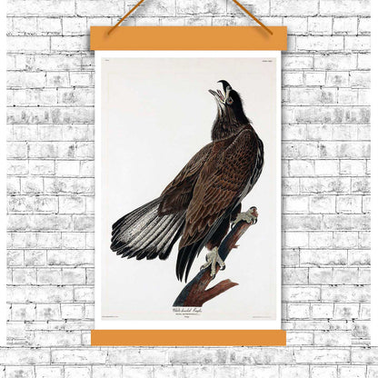 A framed print of a White-headed Eagle by John J. Audubon, depicting the bird in a portrait orientation.