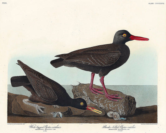 White-legged Oyster-catcher by John James Audubon