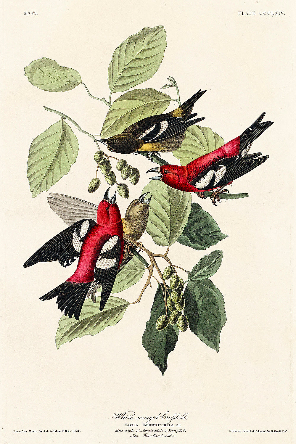 A framed print of White-winged Crossbill birds perched on branches with leaves, featuring a predominantly green, red, and black color scheme.