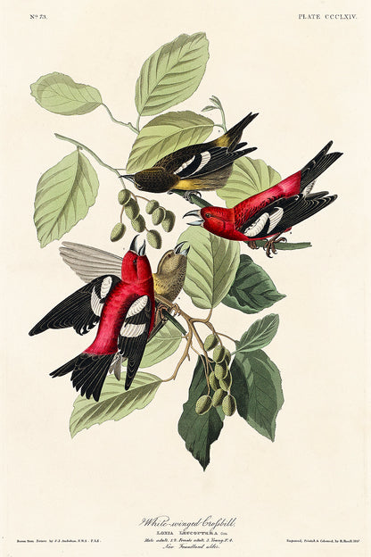 A framed print of White-winged Crossbill birds perched on branches with leaves, featuring a predominantly green, red, and black color scheme.