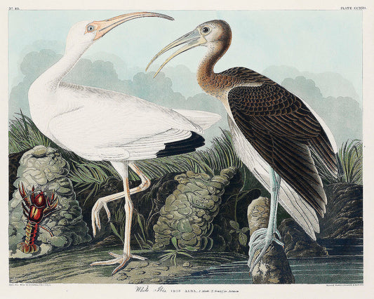 White Ibis from Birds of America (1827) by John James Audubon