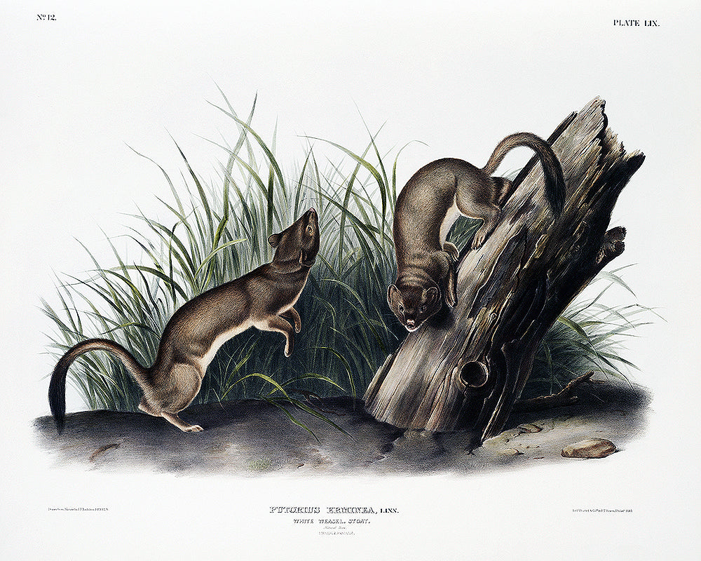 A framed print depicting two weasels near a wooden stump, with grass in the background. The frame is black, and the print has a white border.