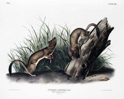 A framed print depicting two weasels near a wooden stump, with grass in the background. The frame is black, and the print has a white border.