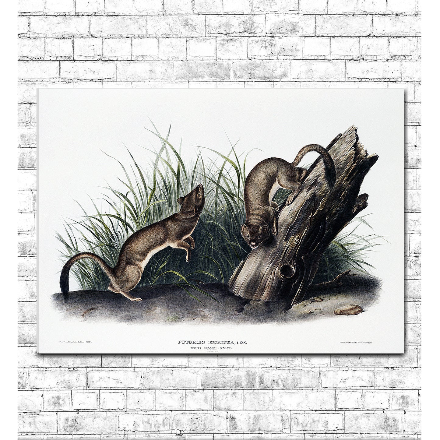 A framed print depicting two weasels near a wooden stump, with grass in the background. The frame is black, and the print has a white border.