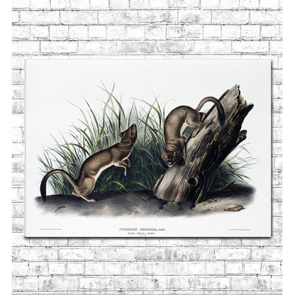 A framed print depicting two weasels near a wooden stump, with grass in the background. The frame is black, and the print has a white border.