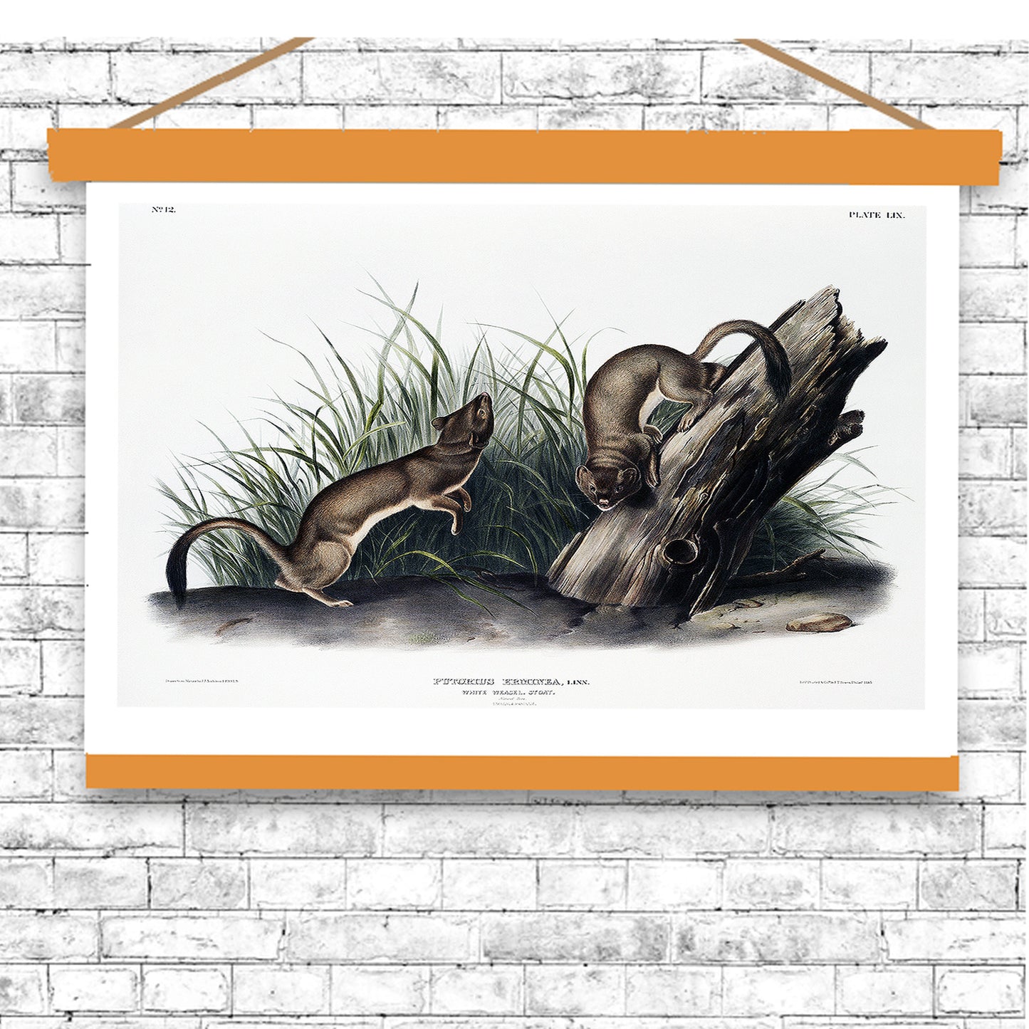 White Weasel, Stoat by John J. Audubon
