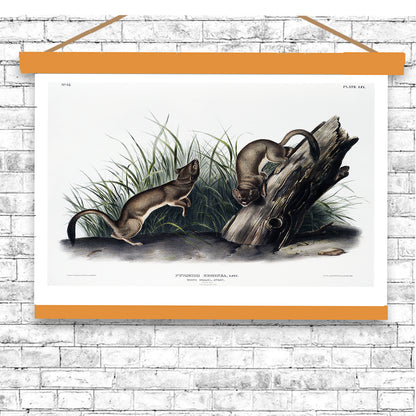 White Weasel, Stoat by John J. Audubon