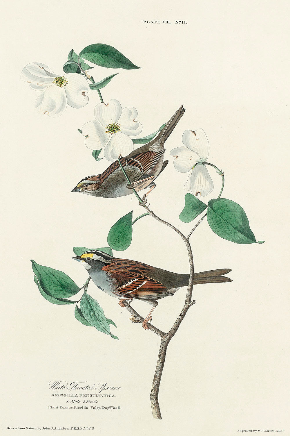 White throated Sparrow from Birds of America (1827) by John James Audubon