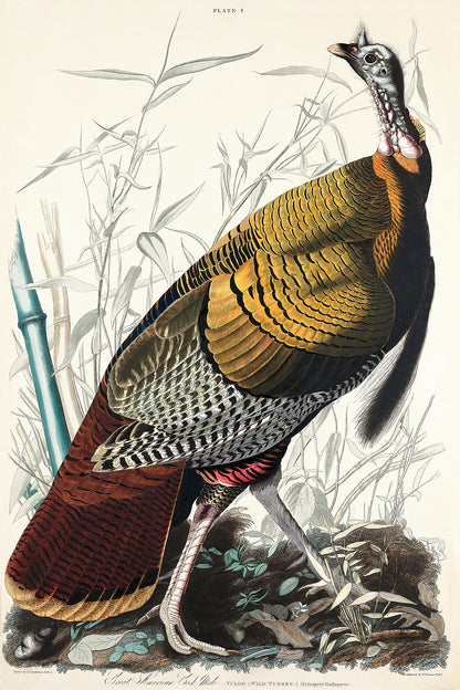 A framed print depicting a colorful bird, likely a turkey, in a natural setting with trees and foliage in the background.