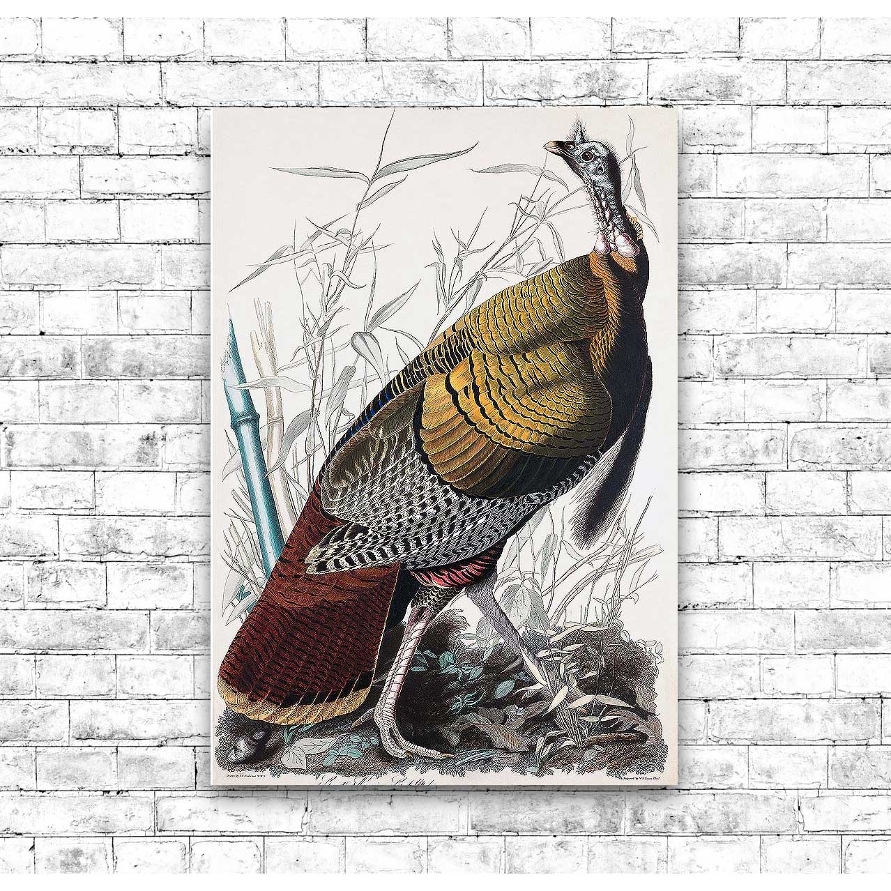 A framed print depicting a colorful bird, likely a turkey, in a natural setting with trees and foliage in the background.
