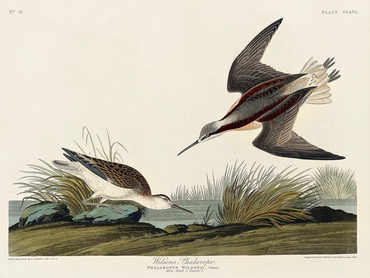 Wilson's Phalarope from Birds of America (1827) by John James Audubon