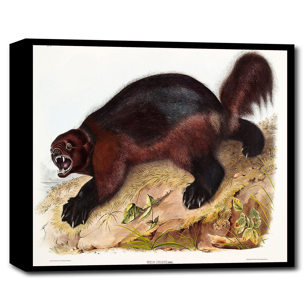 A mounted print of a Wolverine by John J. Audubon, featuring a detailed and colorful illustration of the animal in a landscape setting, framed in a black frame.