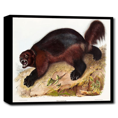 A mounted print of a Wolverine by John J. Audubon, featuring a detailed and colorful illustration of the animal in a landscape setting, framed in a black frame.