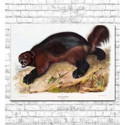 Wolverine by John J. Audubon