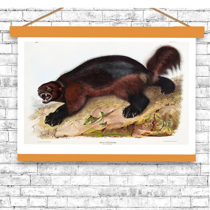 Wolverine by John J. Audubon