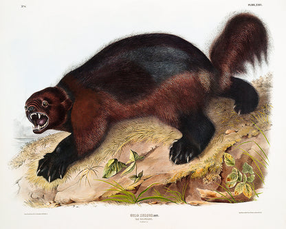 A mounted print of a Wolverine by John J. Audubon, featuring a detailed and colorful illustration of the animal in a landscape setting, framed in a black frame.