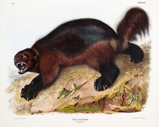 A mounted print of a Wolverine by John J. Audubon, featuring a detailed and colorful illustration of the animal in a landscape setting, framed in a black frame.