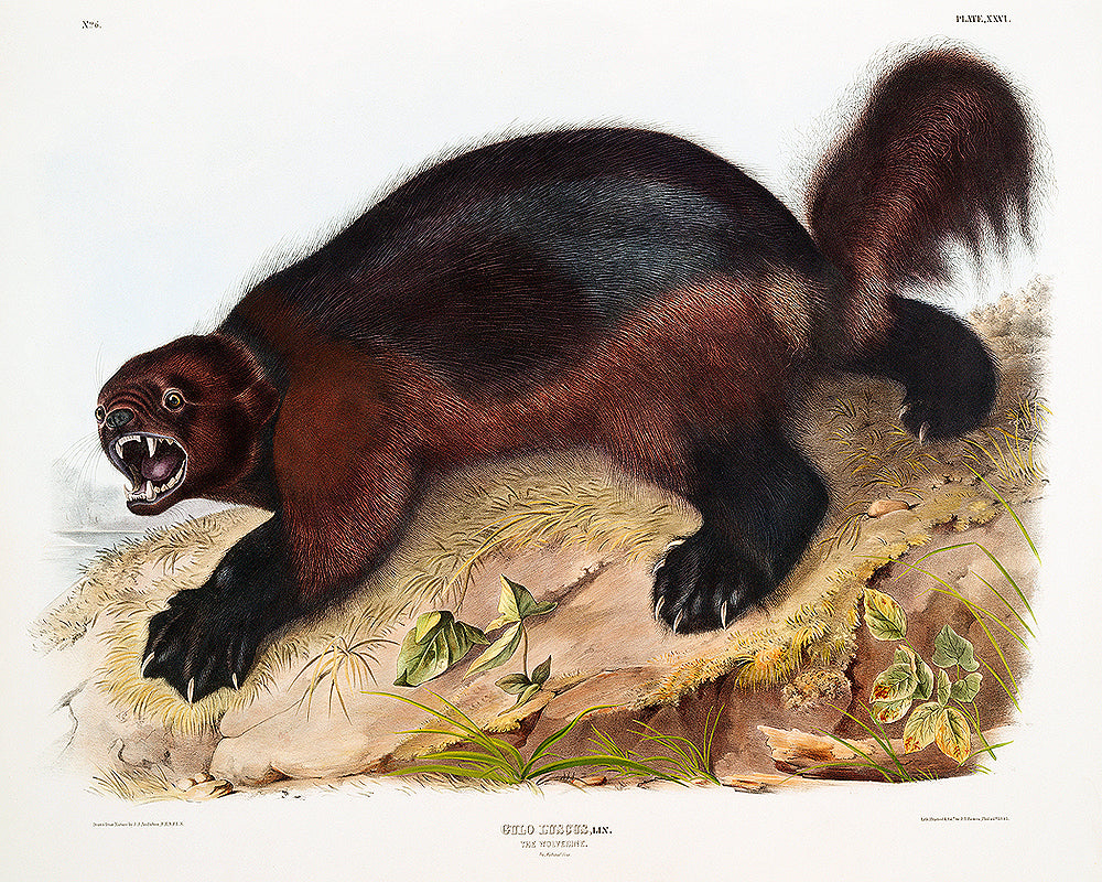 Wolverine by John J. Audubon