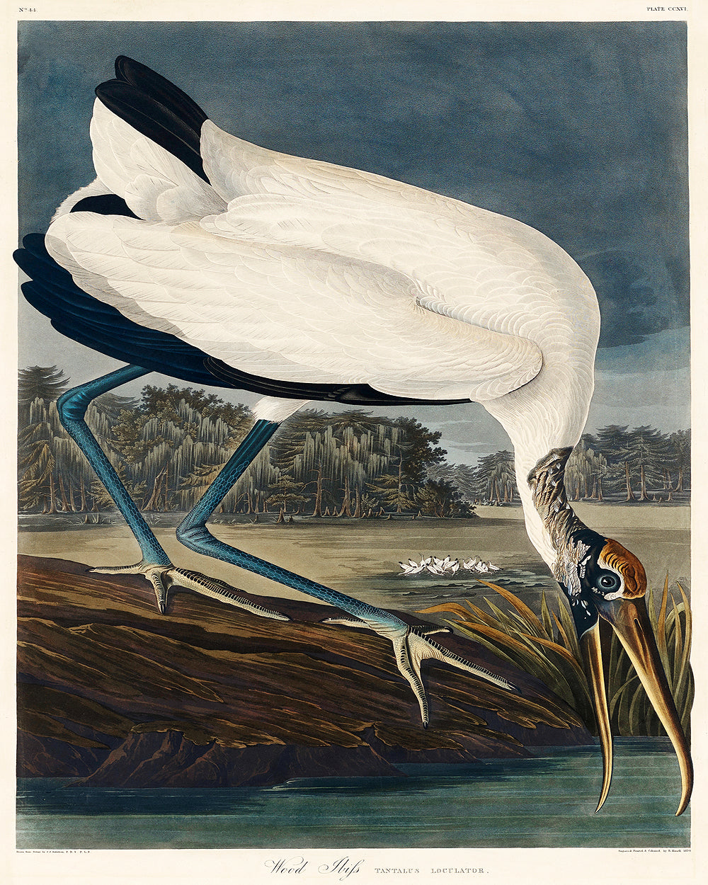 A framed print of a wood ibis by John J. Audubon, depicting the bird in a natural setting.