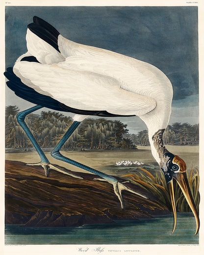 A framed print of a wood ibis by John J. Audubon, depicting the bird in a natural setting.