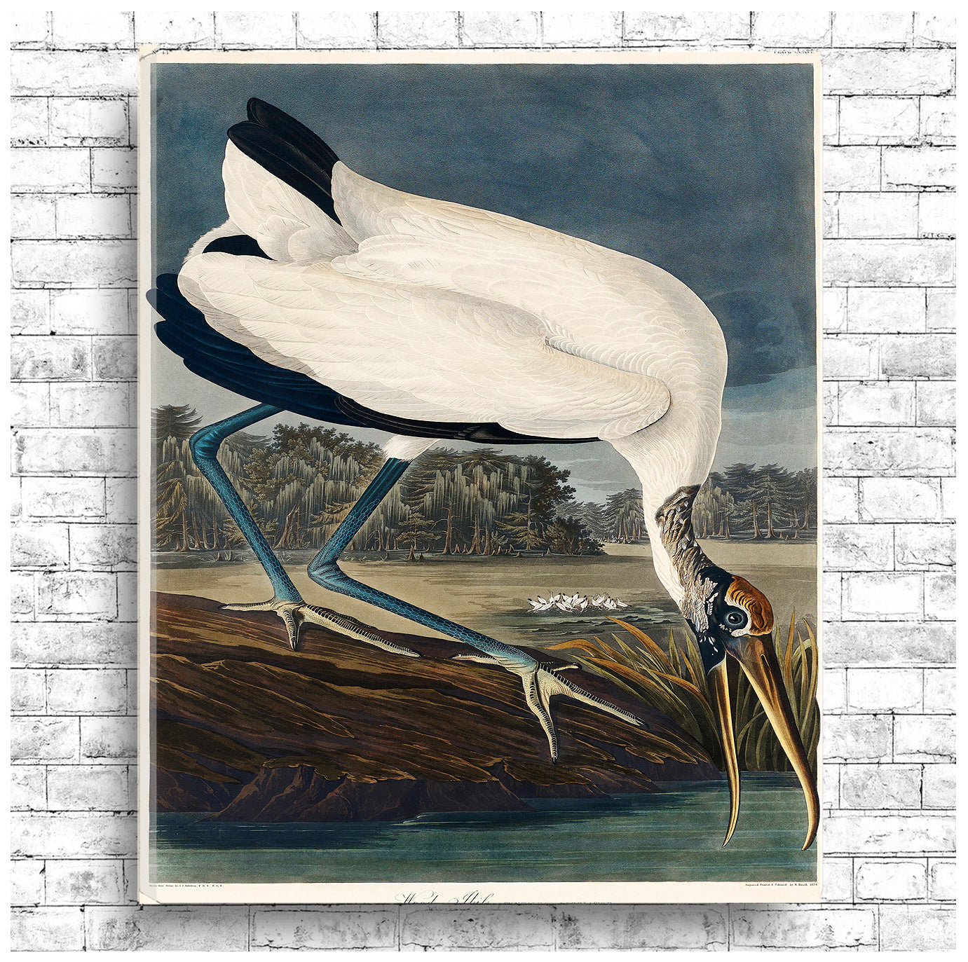 A framed print of a wood ibis by John J. Audubon, depicting the bird in a natural setting.