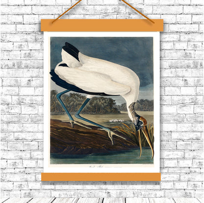 Wood Ibiss by John J. Audubon