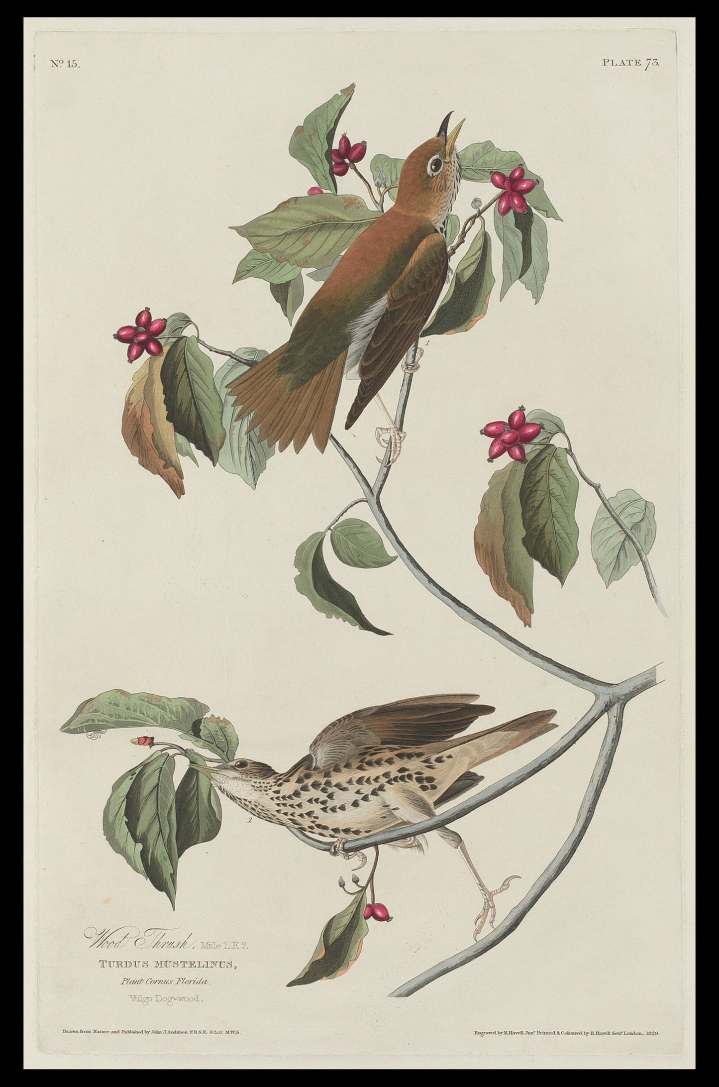 Wild Turkey or Great American Cock by John J. Audubon