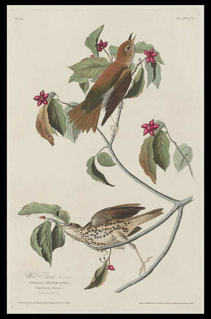 Wild Turkey or Great American Cock by John J. Audubon