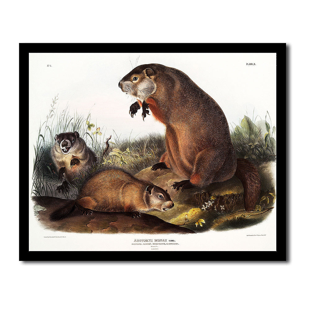 Yellow-bellied Marmot by John J. Audubon