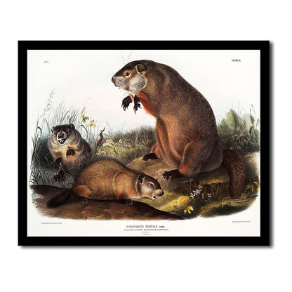 Woodchuck by John J. Audubon