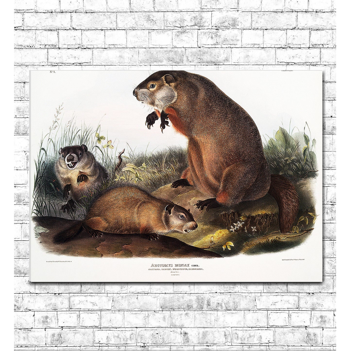 Woodchuck by John J. Audubon