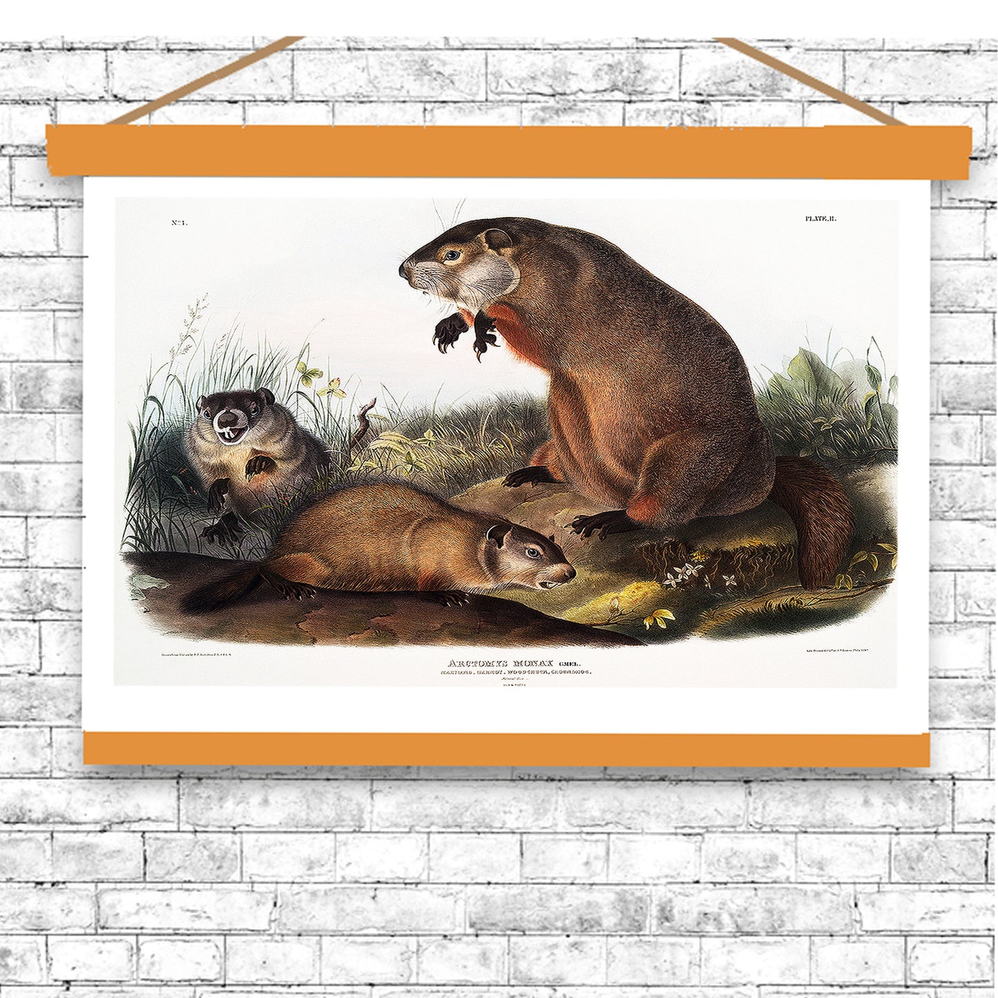 Woodchuck by John J. Audubon