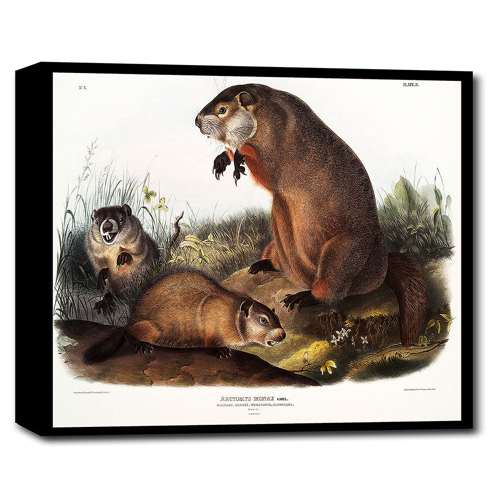 A framed print featuring an illustration of groundhogs by John J. Audubon.