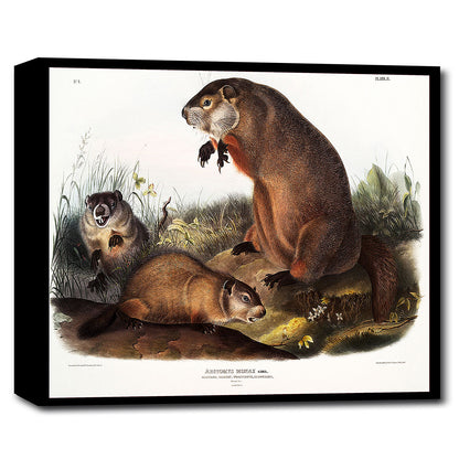 A framed print featuring an illustration of groundhogs by John J. Audubon.