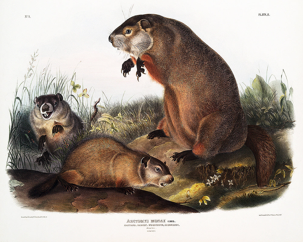 Woodchuck by John J. Audubon