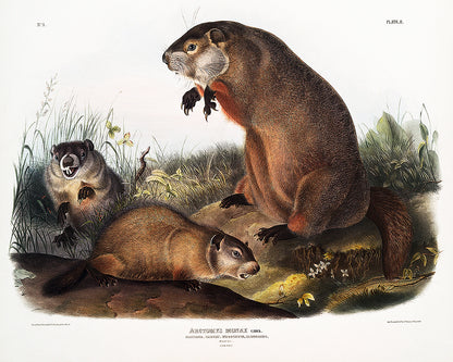 Woodchuck by John J. Audubon