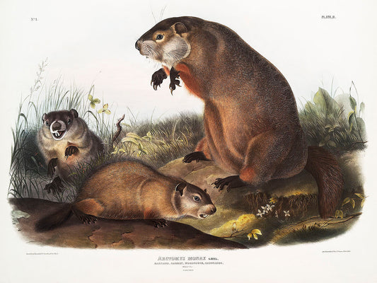 Woodchuck (Arctomys monax) by John James Audubon